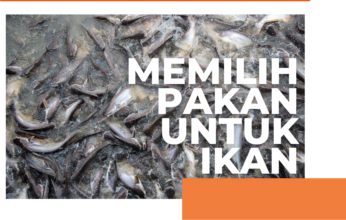 Memilih pakan untuk ikan